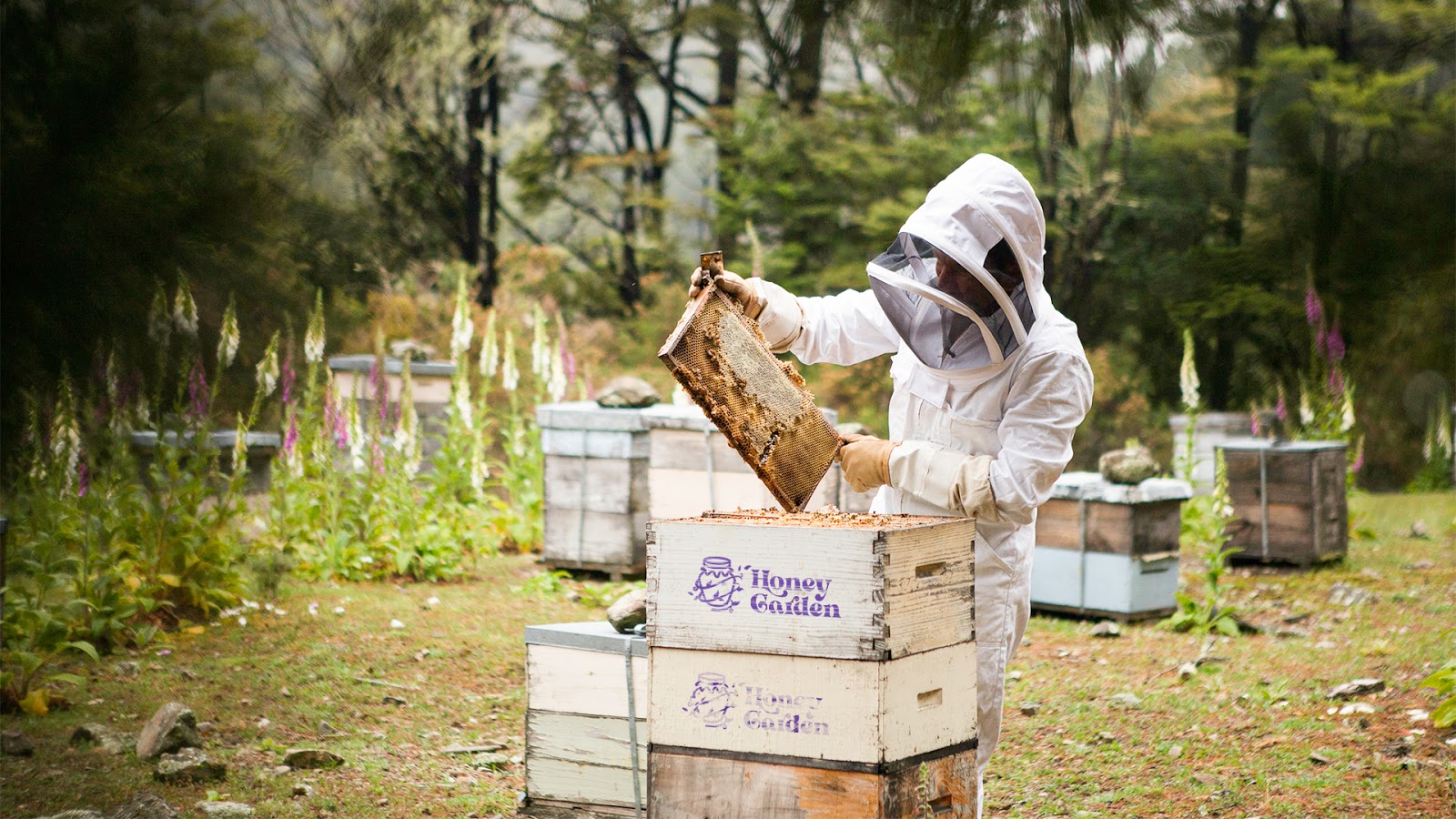 蜂蜜包裝設(shè)計(jì)欣賞(圖10)