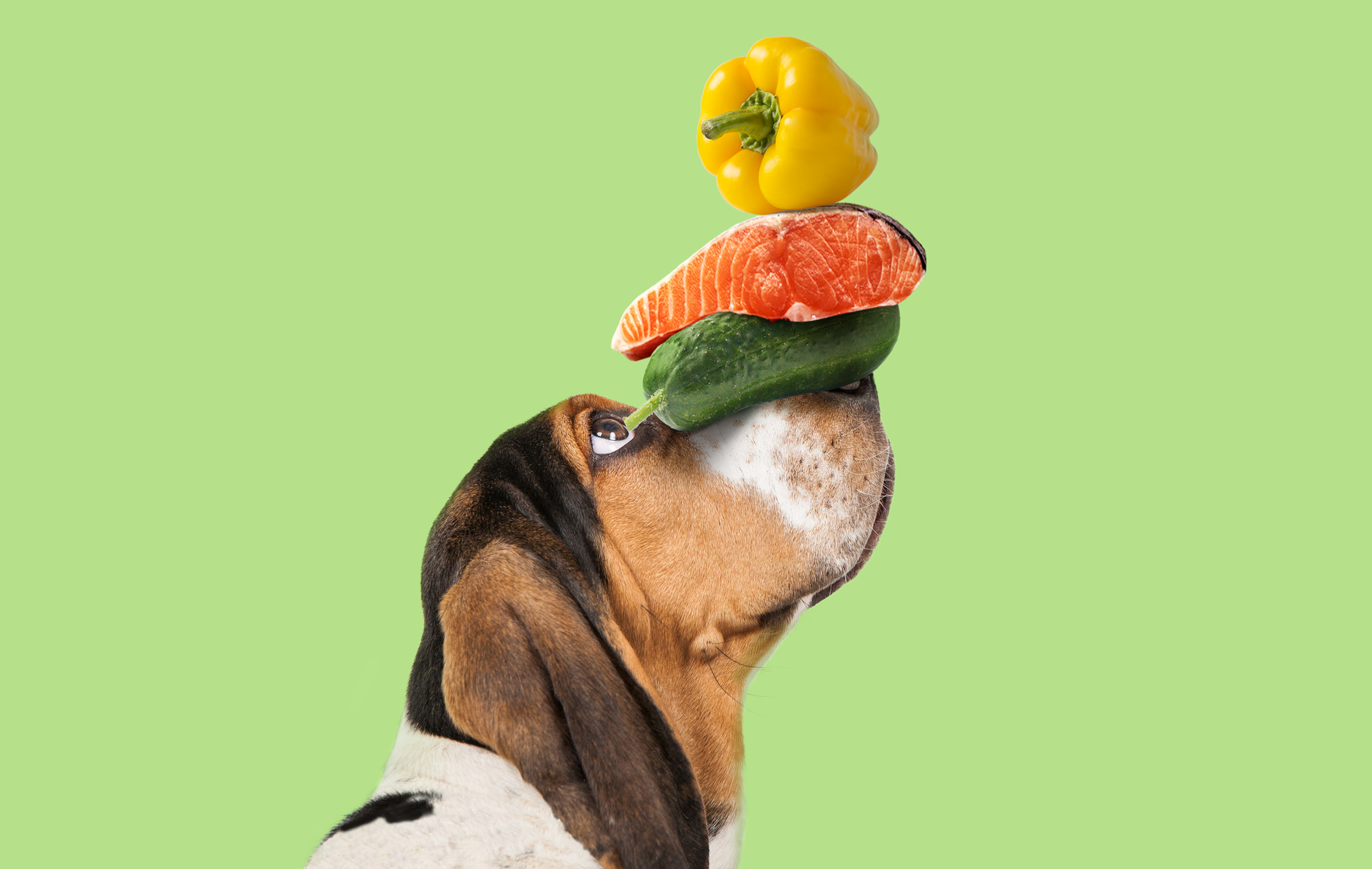 寵物包裝設計欣賞用品狗糧包裝設計欣賞包裝設計(圖5) 寵物包裝設計欣賞用品狗糧包裝設計欣賞包裝設計(圖5)