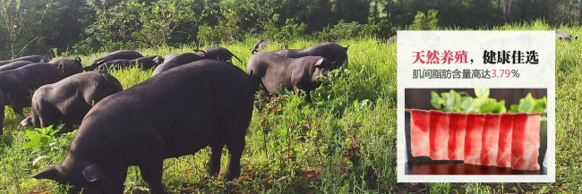 湘村黑豬 湘村黑豬品牌logo與食品包裝設(shè)計(jì)欣賞(圖2)